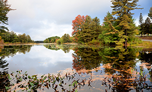 New Hampshire - Forest Lake